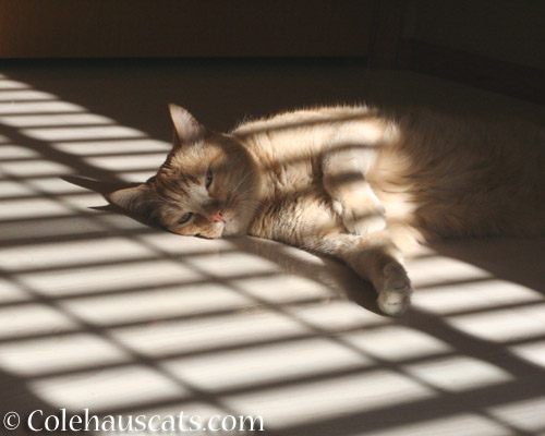 Sunshine for Sunny - © Colehauscats.com