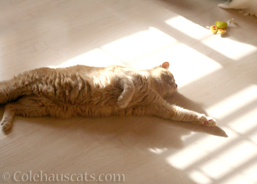 Ahhh, sunshine - © Colehauscats.com