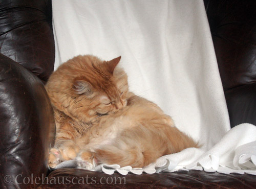 Fluff bath time - © Colehauscats.com