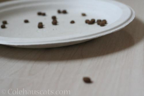 Someone left kibble - © Colehauscats.com