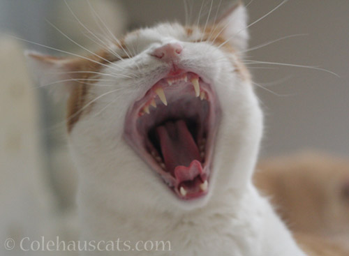 Big Yawn Quint - © Colehauscats.com