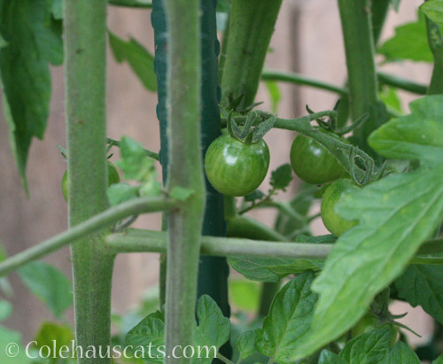 Cherry Tomatoes, 2018 - © Colehauscats.com