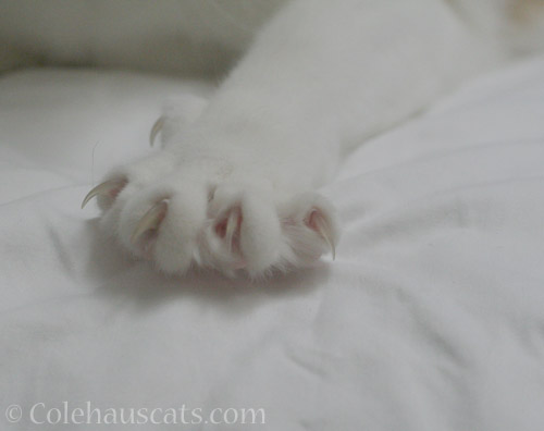 Sharp Quint Toes - © Colehauscats.com