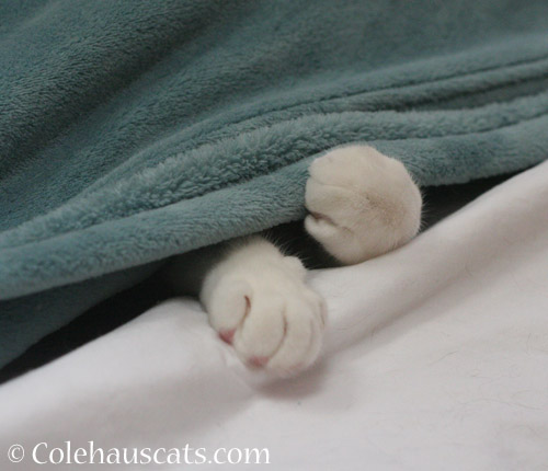 Quint Toes - © Colehauscats.com