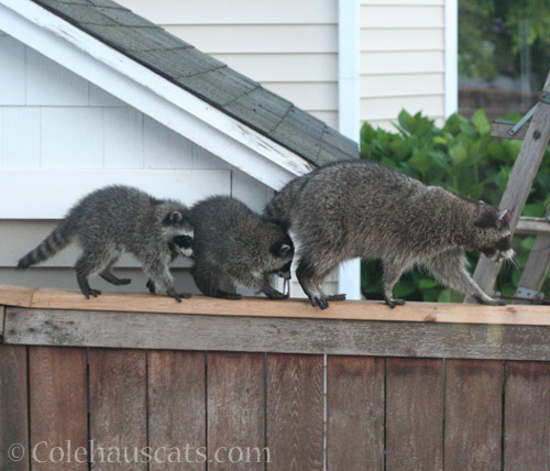 Rose Ears and 2 of her babies, 2018 - © Colehauscats.com