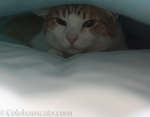 Quint in his fort © Colehauscats.com