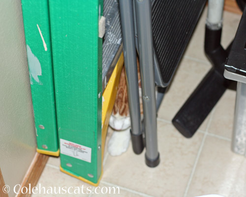 Quint hiding in laundry room © Colehauscats.com