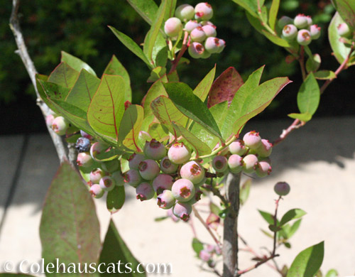 Blueberries are running late this year © Colehauscats.com