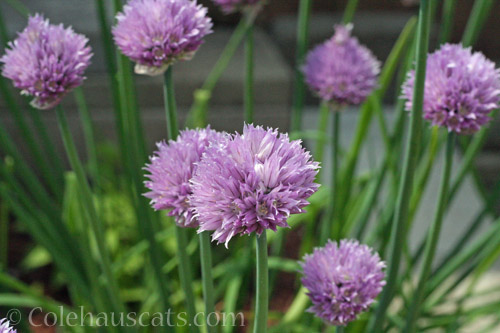 Chive flowers 2019 © Colehauscats.com