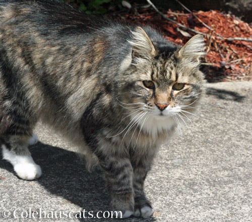 Neighborhood cat Scruffy 2019 © Colehauscats.com