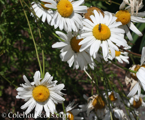 Wild daisies © Colehauscats.com