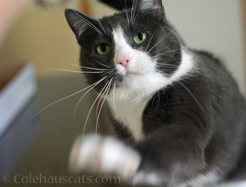 Tessa says, "C'mere Friday" - © Colehauscats.com