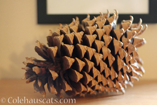 Big Pine Cone © Colehauscats.com