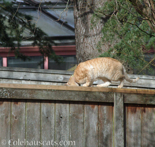 Neighbor cat W hunting mousies © Colehauscats.com