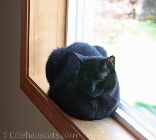 LoafCat Olivia © Colehauscats.com