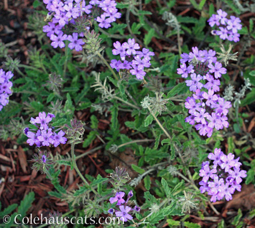 Summer Verbena © Colehauscats.com