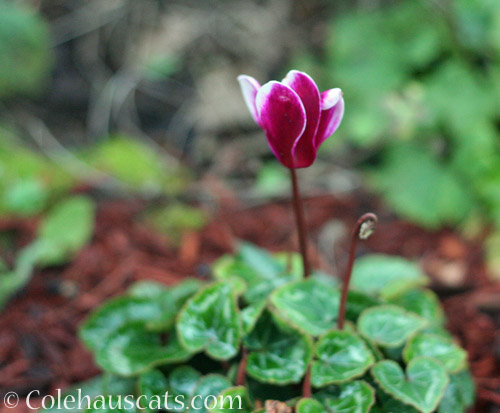 Cyclamen © Colehauscats.com