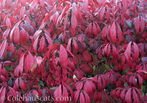 Burning Bush © Colehauscats.com