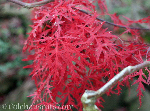 Japanese Maple © Colehauscats.com