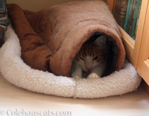 Cozy Quint © Colehauscats.com