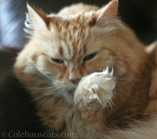 Morning bath time for Pia © Colehauscats.com