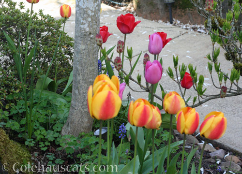 Tulips blooming, May 2020 © Colehauscats.com