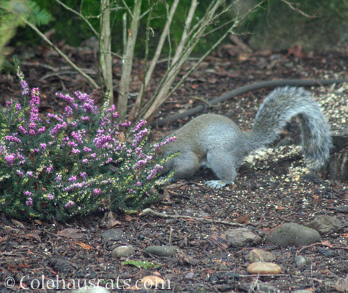 Heather-headed squirrel © Colehauscats.com