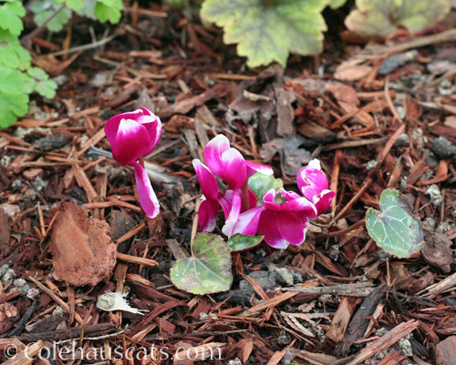 Mom's Cyclamen, May 2020 © Colehauscats.com