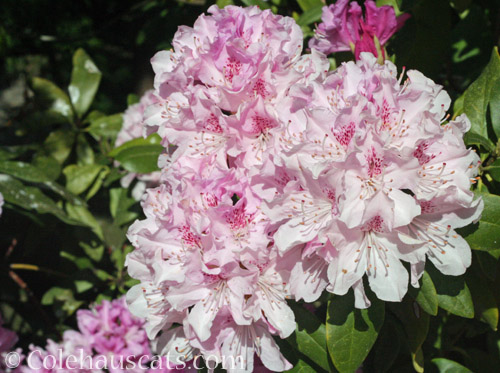 Pink Rhododendron, May 2020 © Colehauscats.com