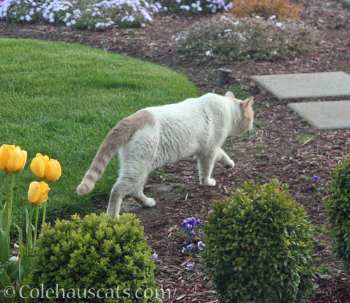 Rusty leaving, May 2020 © Colehauscats.com