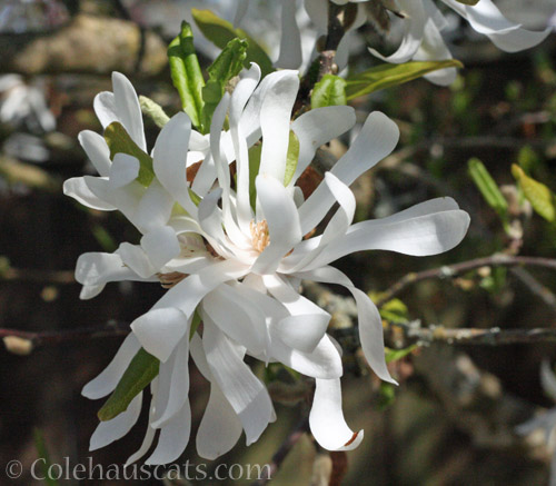 Star Magnolia, April 2020 © Colehauscats.com