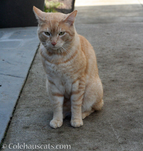 Neighbor cat W, May 2020 © Colehauscats.com