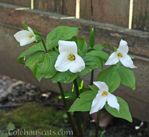 White Trillium, May 2020 © Colehauscats.com