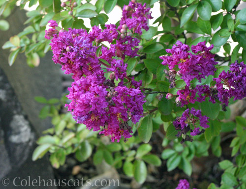 Last crepe myrtle blooms, Autumn 2020 © Colehauscats.com