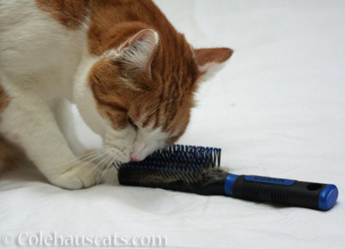 Quint and the soft brush © Colehauscats.com