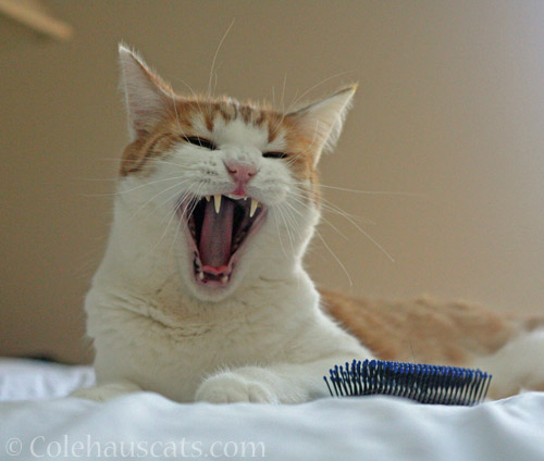 Quint sings about the soft brush © Colehauscats.com