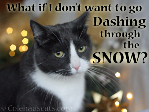 Tessa asks . . . © Colehauscats.com