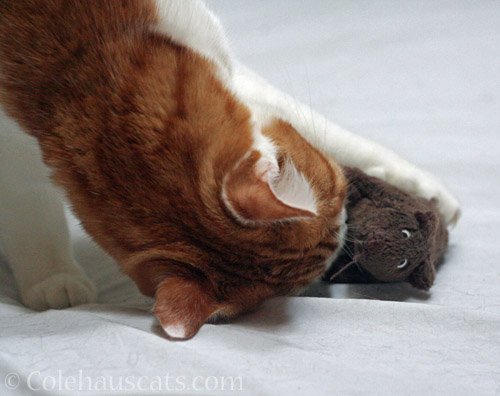 Quint with his brown IKEA rat © Colehauscats.com