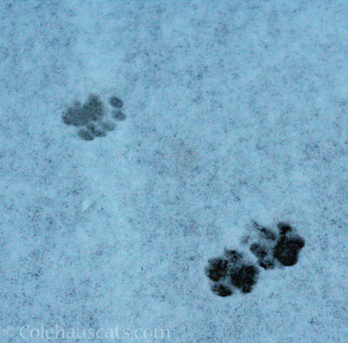 Snow toes - How many toes does the upper left paw have? © Colehauscats.com