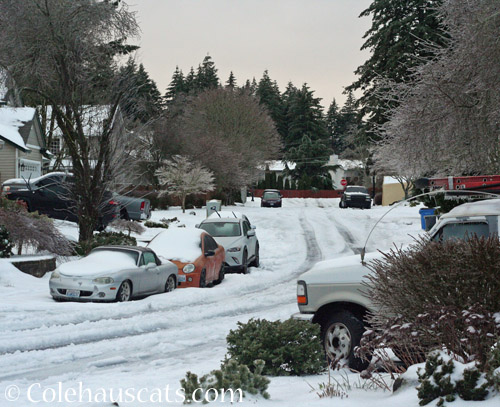 Finally, the snow/ice starts breaking up © Colehauscats.com