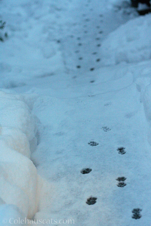 Chilly toes from backyard up to the feeding stations © Colehauscats.com