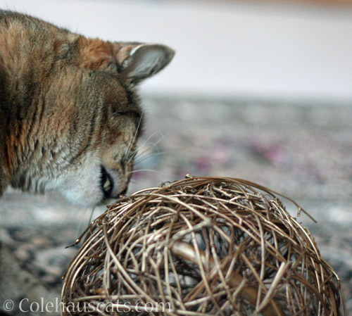 Viola eats the prop © Colehauscats.com