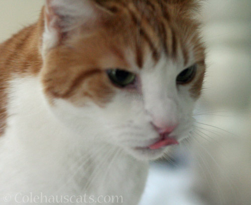 Quint Bloop © Colehauscats.com