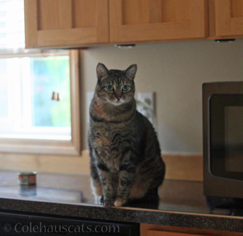 Can on counter attracts cat © Colehauscats.com