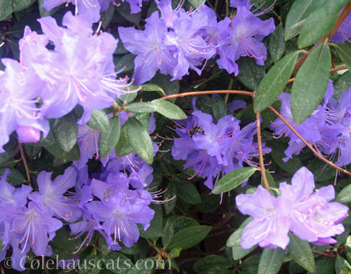 Crater Lake Azalea 2021 © Colehauscats.com