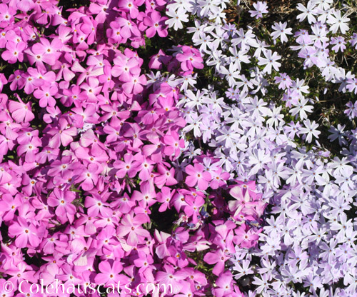 Creeping phlox © Colehauscats.com