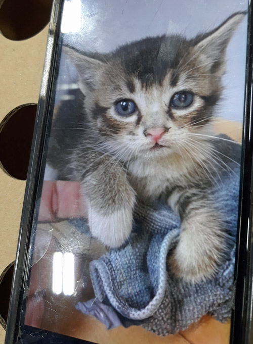 Kitten found in industrial warehouse © Colehauscats.com