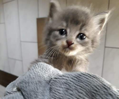 Another warehouse kitten © Colehauscats.com