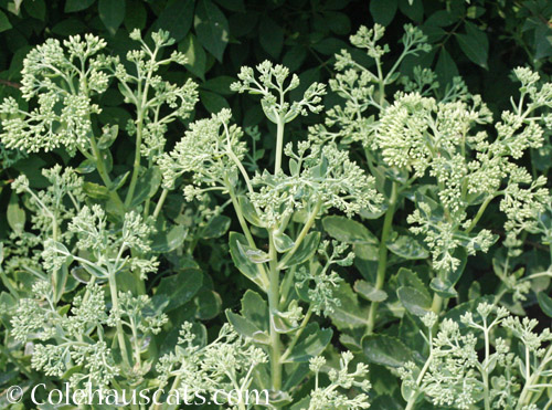 Sedum Autumn Joy, August 2021 © Colehauscats.com