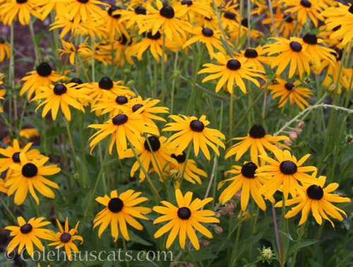 Black-eyed Susan, August 2021 © Colehauscats.com